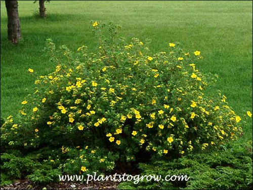 Goldfinger Potentilla (Potentilla fruiticosa)
This plant is growing in an hot dry spot among a bed of Juniper Calgary Carpet.