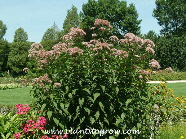 (mid May)