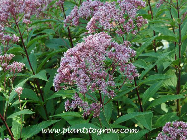 The dark pink flowers are complex. 5-7 small flowers make up a flower head, while 5 or more flower heads make up a compound inflorescence.