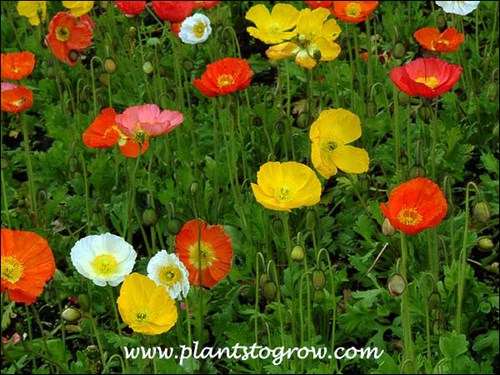 Champagne Bubbles Iceland Poppy (Papaver nudicaule)The day it took this picture the this spot was a photographer magnet.  There were hundreds of blossoms. (May 17)