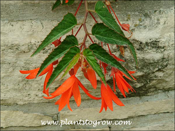 Begonia Bonfire