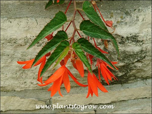 Begonia Bonfire