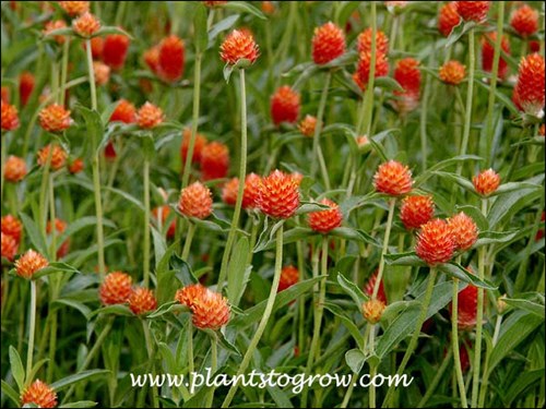 Globe Amaranth Wood Creek series (Gomphrena)