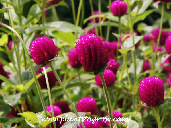 Globe Amaranth QIS purple