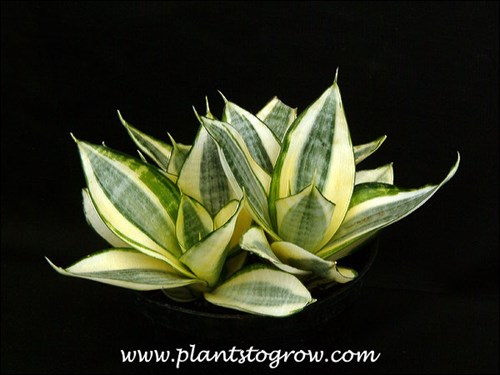 Sansevieria Golden Hahni