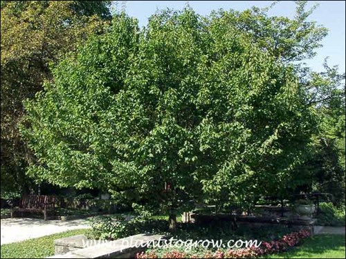 American Hornbeam (Carpinus caroliniana)
