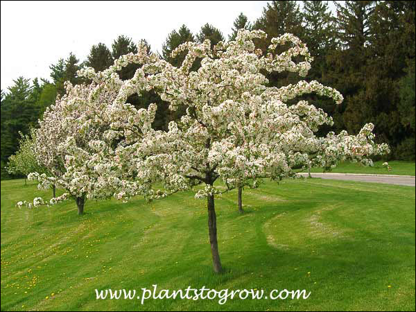 a young tree