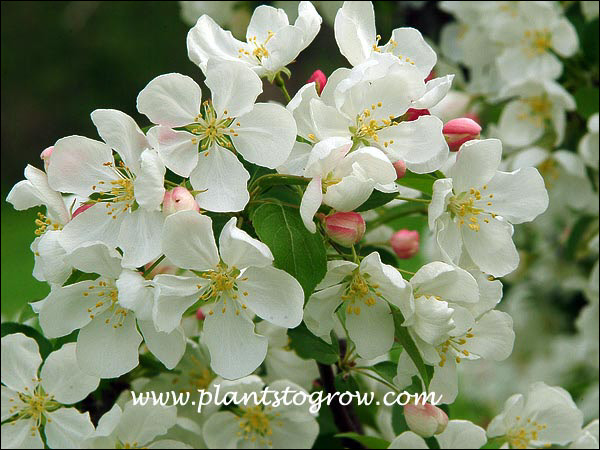 The pink to red buds open to pure white flowers.