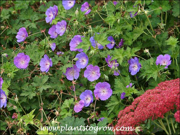 Sedum Autumn Joy in front of Geranium Rozanne
