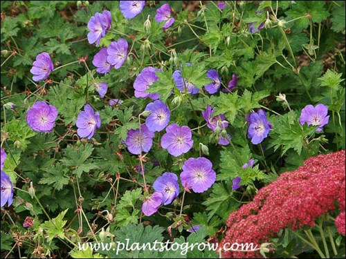 Sedum Autumn Joy in front of Geranium Rozanne