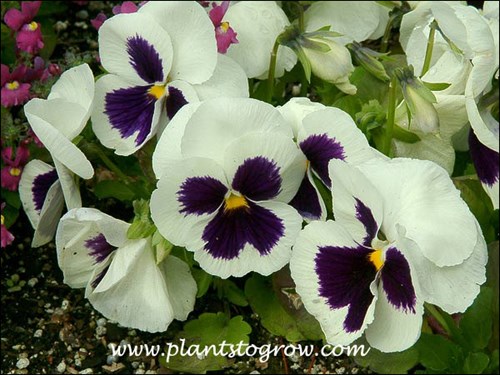 Viola Whooper White