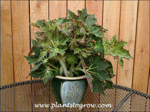 This plant grew very fast to fill in this 7 inch pot