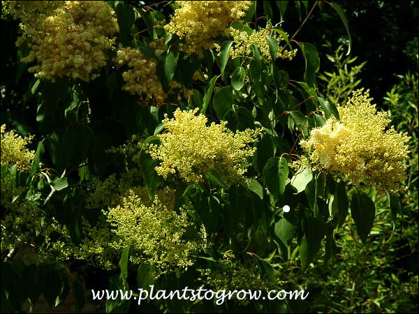 The primrose-colored flowers are unusual for Lilacs.