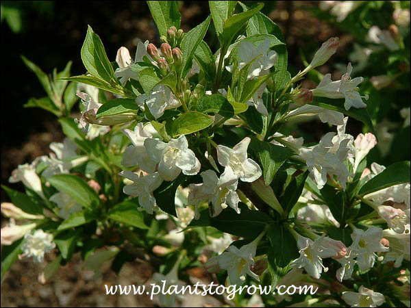 White flowers standout against the dark green leaves