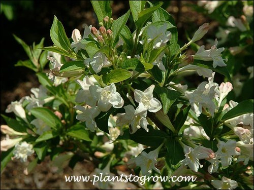 White flowers standout against the dark green leaves