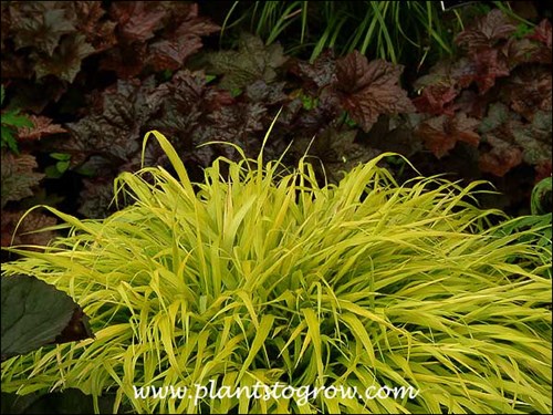The All Gold Hakone Grass makes a nice combination with the Heuchera in the background.  This planting was in a shaded spot.