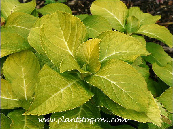 The lemon yellow foliage in the fall.