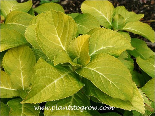The lemon yellow foliage in the fall.
