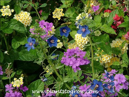 Anagalis  Wild Cat Blue with Verbena Suprbena Large Lilac Blue and Lantana Gold Sonne.