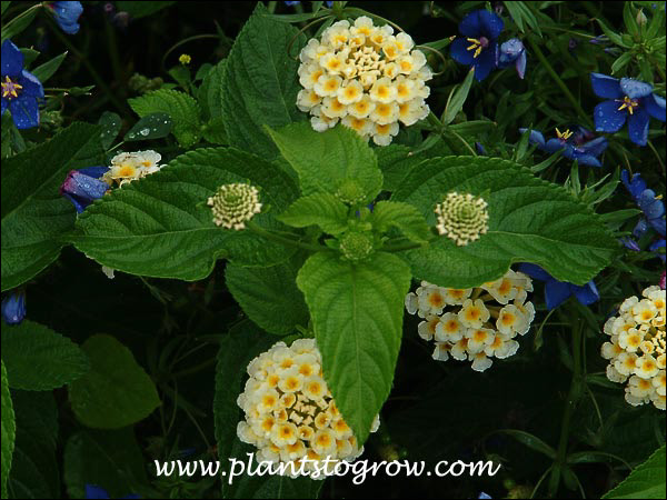 Lantana Golden Sonne with Anagallis Wild Cat Blue