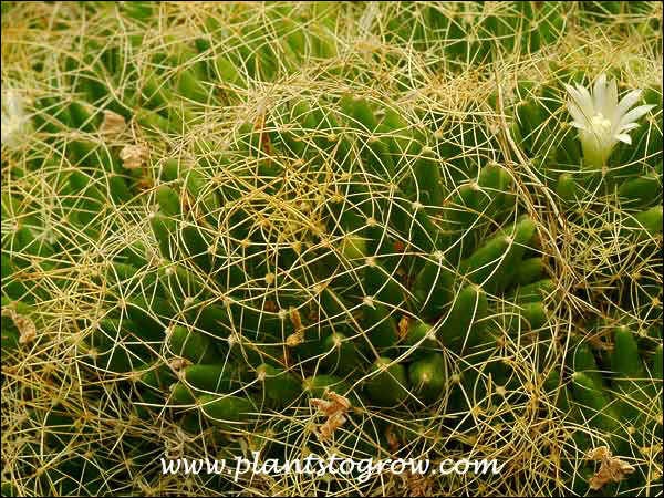 One of the large mounds of the plant