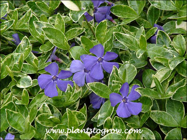 These plants were growing in bright open shade. (early May)