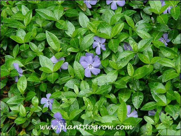 Vinca Bowles
