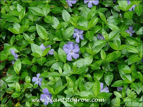Vinca Bowles