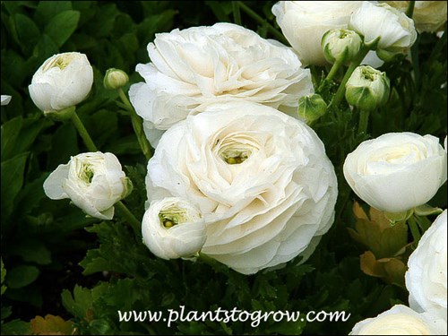 Ranunculus Bloomingdale White