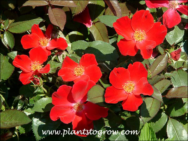 This is one of my favorite single red Roses.