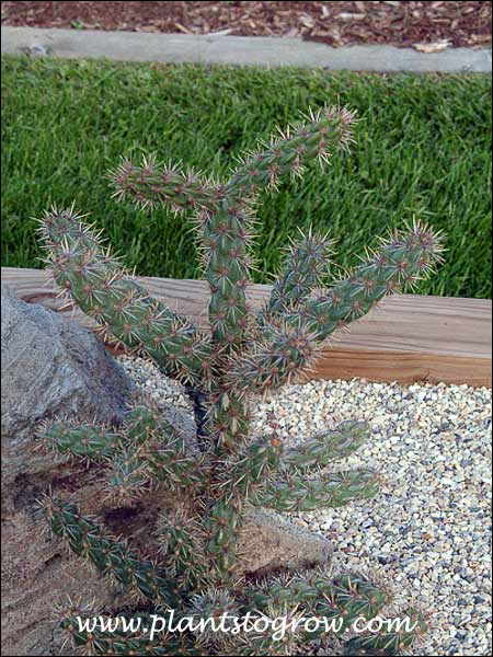 This young plant was 12-16 inches tall.