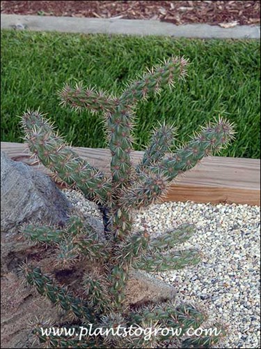 This young plant was 12-16 inches tall.