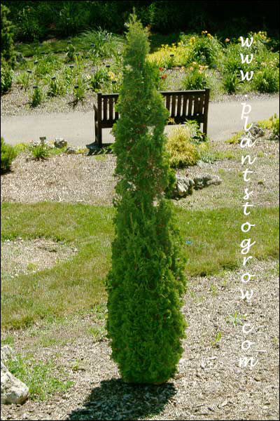 DeGroot's Spiral (Thuja occidentalis)