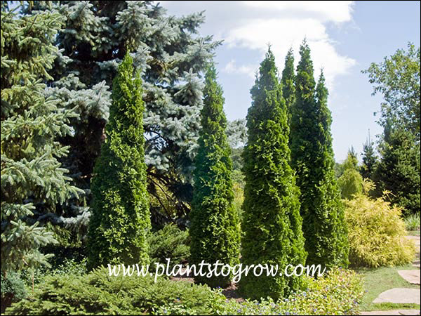 DeGroot's Spiral (Thuja occidentalis) | Plants To Grow Plants Database by  Paul S. Drobot