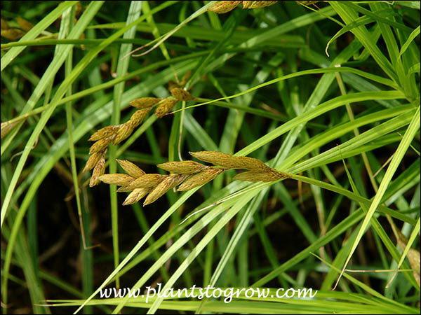 Carex muskingumensis flower spike