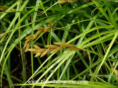 Carex muskingumensis flower spike