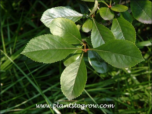 glossy, simple, serated leaves