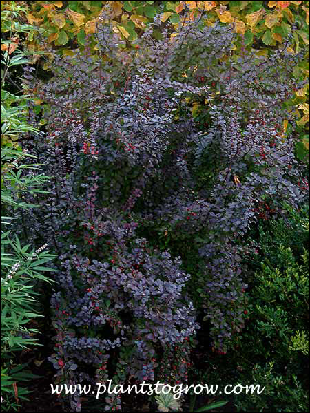 Marshall Upright Red Barberry 
This pictures was taken in August using existing light. Color is true to form at this time. Plant gets some shade in a western exposure.