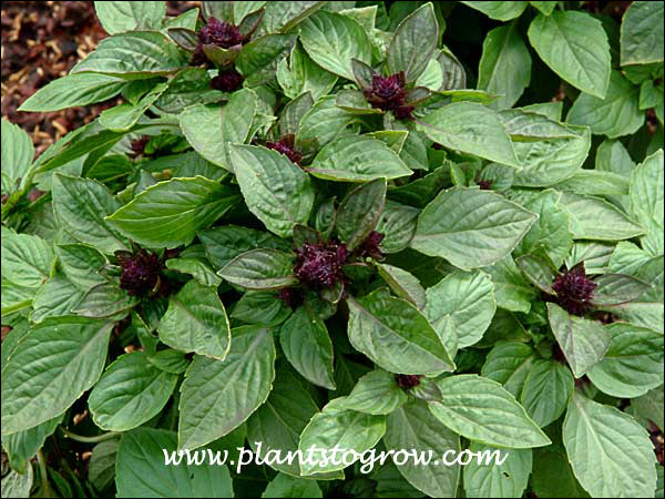 The ting of purple in the leaves is an added feature to the plant.