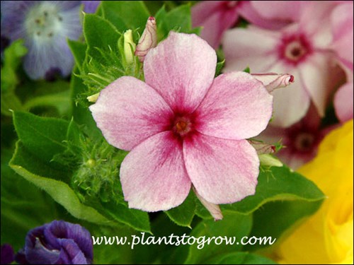 Phlox 21st Century Rose Star