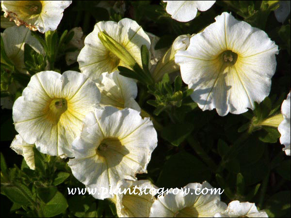 Petunia Shockwave Ivory