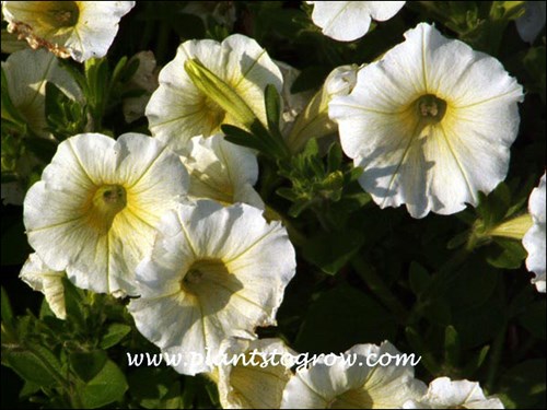 Petunia Shockwave Ivory