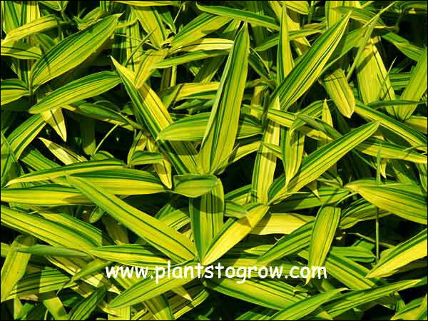 These pictures were taken in bright sunlight and the foliage color was intense.