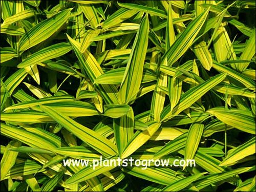These pictures were taken in bright sunlight and the foliage color was intense.