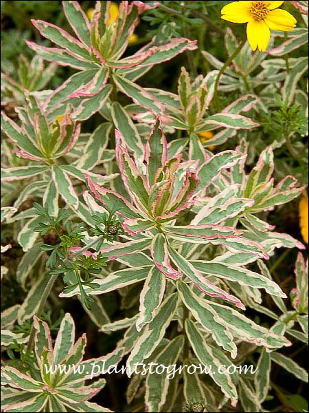 First Blus Tree 5 | Plants To Grow Plants Database by Paul S. Drobot