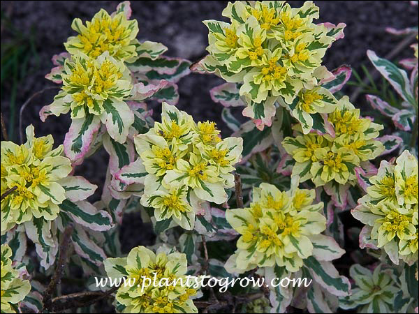 First Blus Tree 5 | Plants To Grow Plants Database by Paul S. Drobot