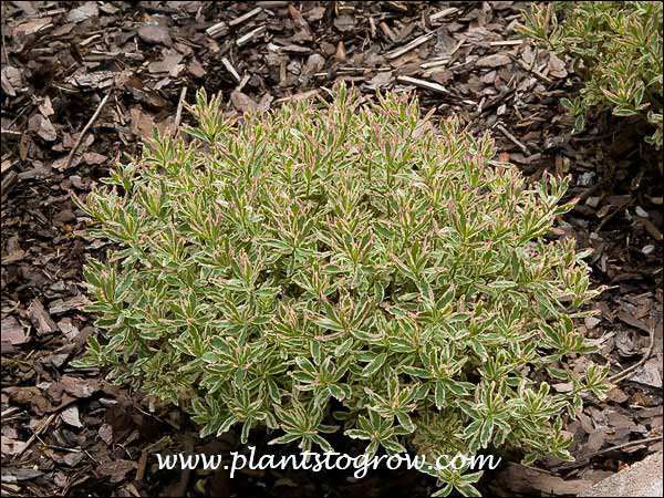 First Blus Tree 5 | Plants To Grow Plants Database by Paul S. Drobot