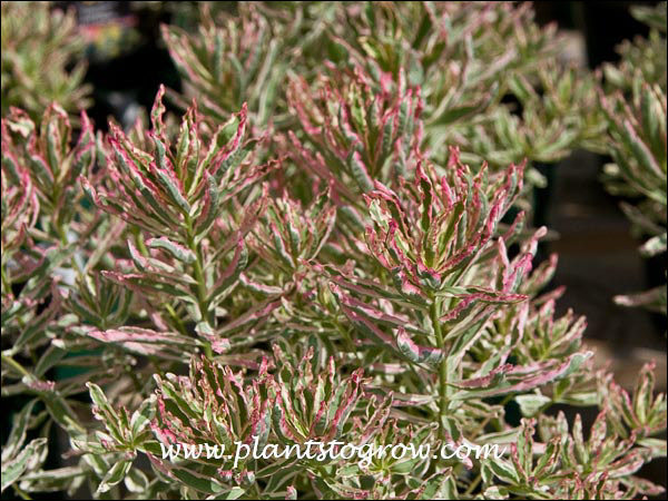 First Blus Tree 5 | Plants To Grow Plants Database by Paul S. Drobot