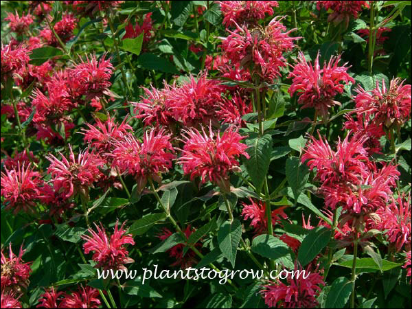Monarda Balance (Monarda) | Plants To Grow Plants Database by Paul S ...