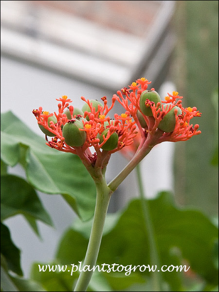 Buddha Belly Plant (Jatropha podgrica) | Plants To Grow Plants Database by  Paul S. Drobot